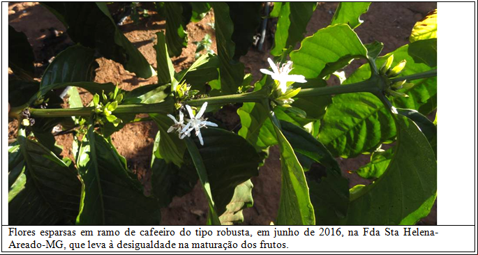 Floração mais uniforme de cafeeiros conillon, em relação a outros robustas - Imagem 1