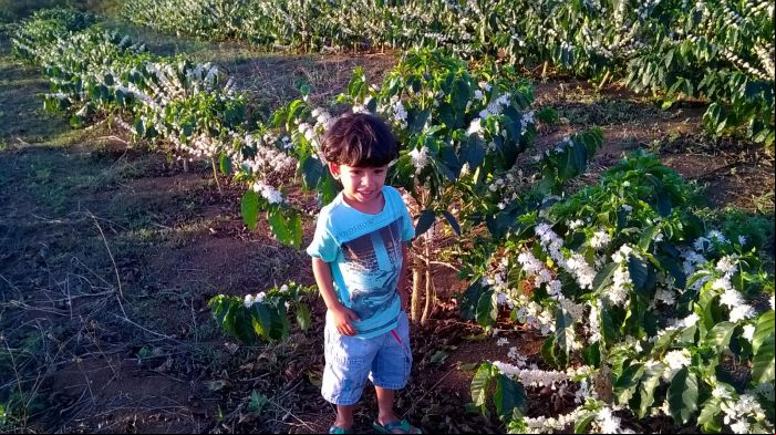 Imagem do dia - Florada do café em Raul Soares (MG), do produtor Tomires Vasconcelos