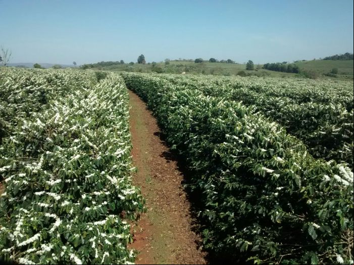 Imagem do dia - Florada do café em São Sebastião do Paraíso (MG), no Sítio Córrego do Monjolo, do proprietário João Batista de Oliveira